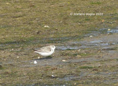 Calidris alba