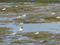 Calidris alba