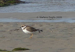 Charadrius hiaticula