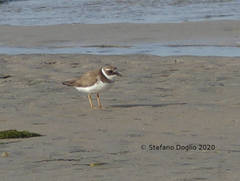 Charadrius hiaticula