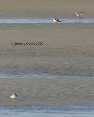 Charadrius hiaticula