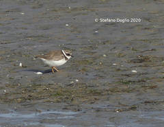 Charadrius hiaticula