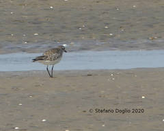 Pluvialis squatarola