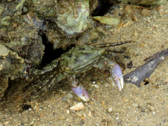 Metopograpsus frontalis