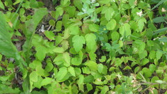 Acer negundo