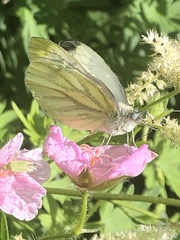 Pieris napi