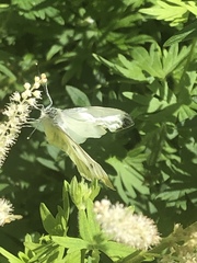 Pieris napi