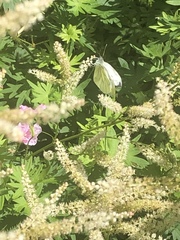 Pieris napi