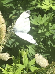 Pieris napi
