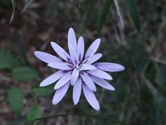 Calorezia prenanthoides