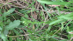 Erigeron canadensis