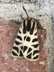 Apantesis incorrupta