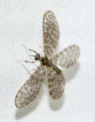 Nallachius americanus