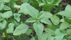 Amaranthus retroflexus