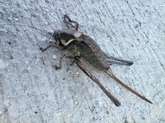 Pholidoptera macedonica