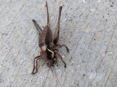 Pholidoptera macedonica