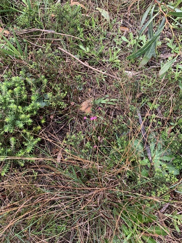 Image of Lampranthus aduncus by (c) Matthew Fainman, some rights reserved (CC BY)