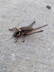 Pholidoptera macedonica