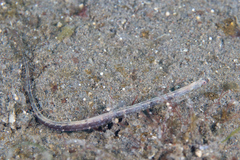 Syngnathinae