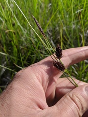 Carex stylosa