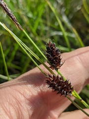 Carex stylosa
