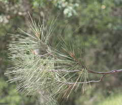 Pinus sabiniana