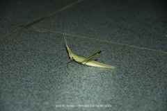Acrida cinerea