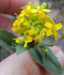 Draba helleriana