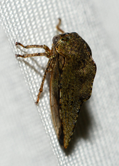 Telamona westcotti