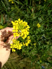 Sisymbrium loeselii