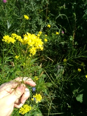 Sisymbrium loeselii
