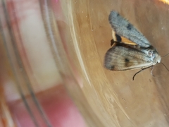 Noctua pronuba
