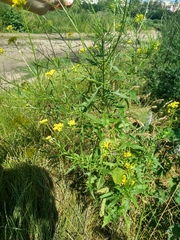 Sisymbrium loeselii