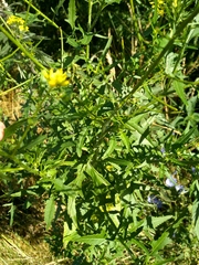 Sisymbrium loeselii
