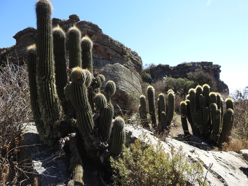 Image of Trichocereus Bertramianus (Trichocereus bertramianus) by no rights reserved