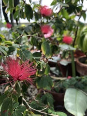 Calliandra tergemina emarginata