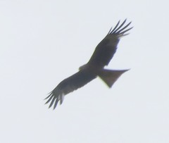 Milvus milvus