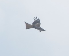 Milvus milvus