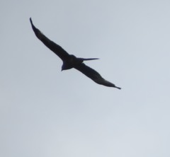 Milvus milvus