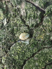 Harmonia quadripunctata