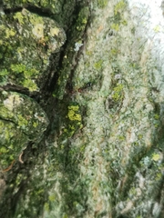 Crematogaster scutellaris