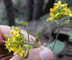 Draba helleriana