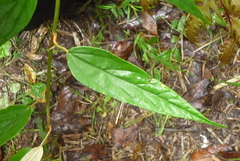 Rubus liui