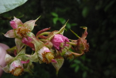 Rubus liui