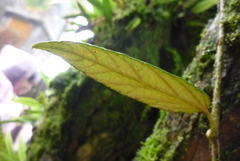 Rubus liui
