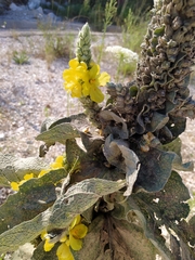 Verbascum macrurum