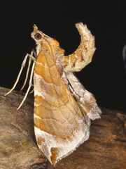 Eulithis molliculata