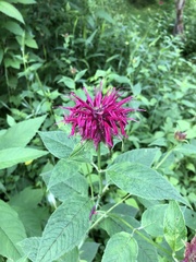 Monarda media