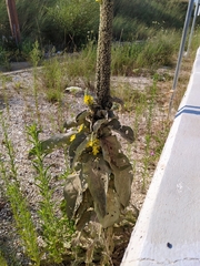 Verbascum macrurum