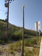 Verbascum macrurum